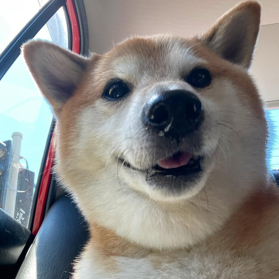 Cheems in car
