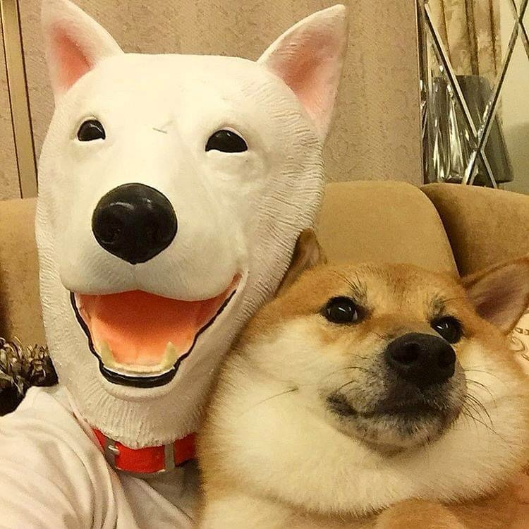 Cheems with mask